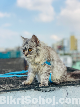 Persian Cat